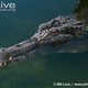 Illustration for article titled Sunday Crocodilian - Tomistoma schlegelii Edition
